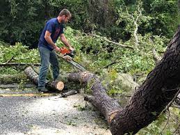 Best Hazardous Tree Removal  in Schriever, LA