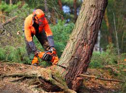 Best Tree Removal  in Schriever, LA