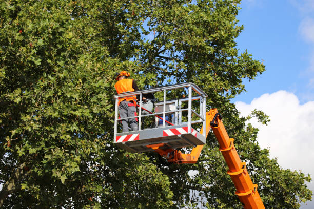 Best Tree Preservation Services  in Schriever, LA